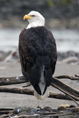 Bald Eagle , Squamish