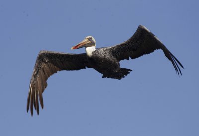 Pelican, Moss Landing