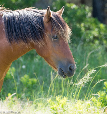 AssateaqueJune2013 (22 of 46).JPG