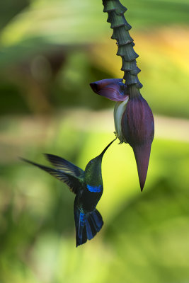 Colibri sur une fleur de bananier