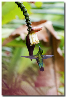 Colibri sur une fleur de bananier