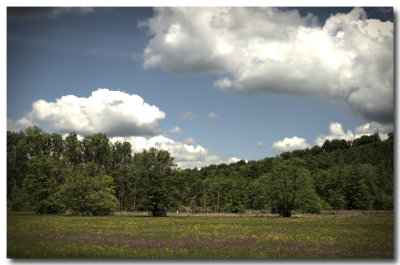 Prairie en fleurs (Urmatt - 67280 - F)