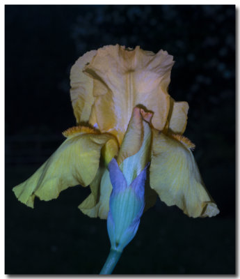 Iris en light painting