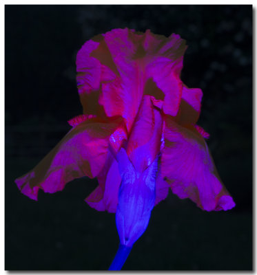Iris en light painting