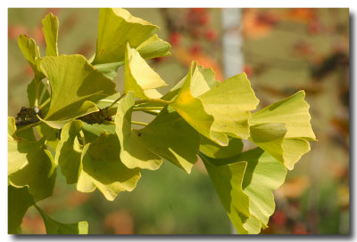 Feuilles de Ginko Biloba