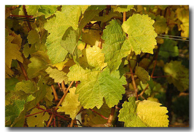 Feuilles de vignes