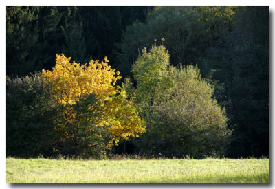 Feuillage d'automne