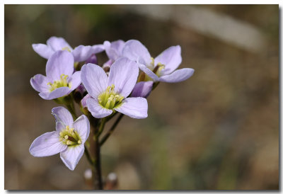 Fleur printannire