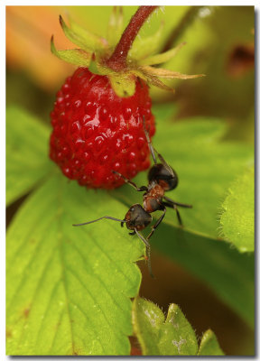 La fourmi et la fraise des bois