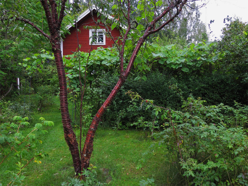 Glanskrsbr