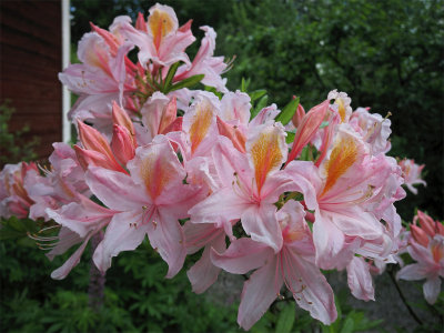 Azalea 