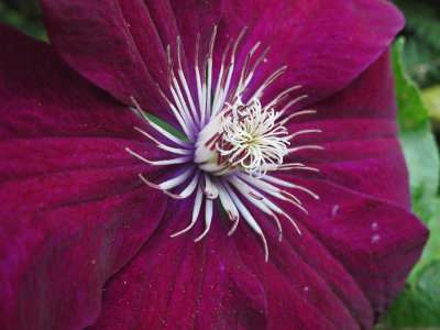 Klematis