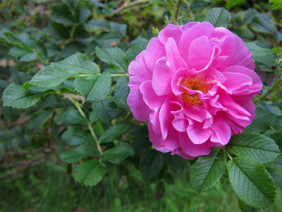 Hybrid rugosa