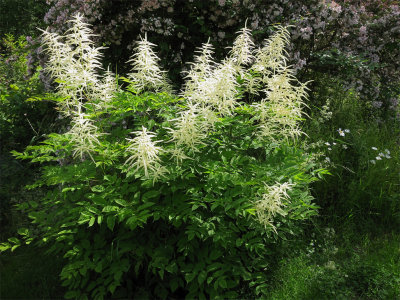 Plymspirea   