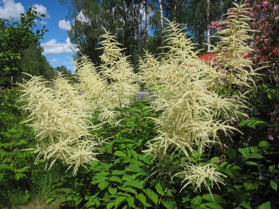 Plymspirea