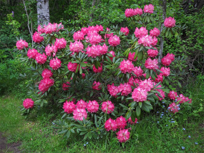 Rhododendron  