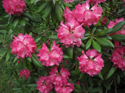  Rhododendron 