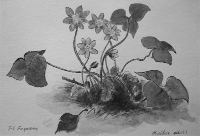 Teckning; Hepatica nobilis
