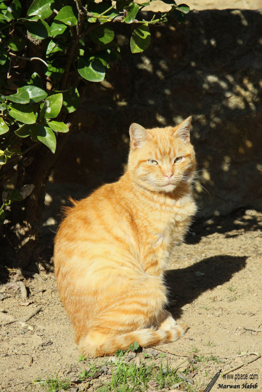 Chat de Pals