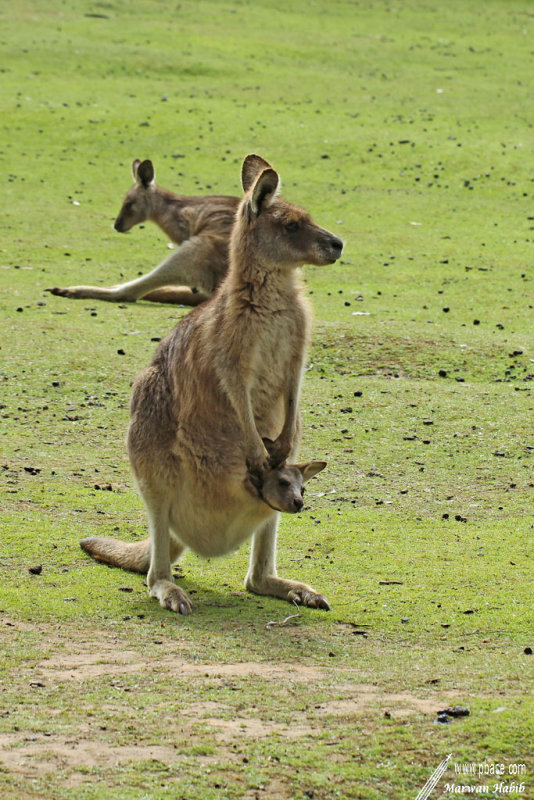 Kangaroo / Kangourou