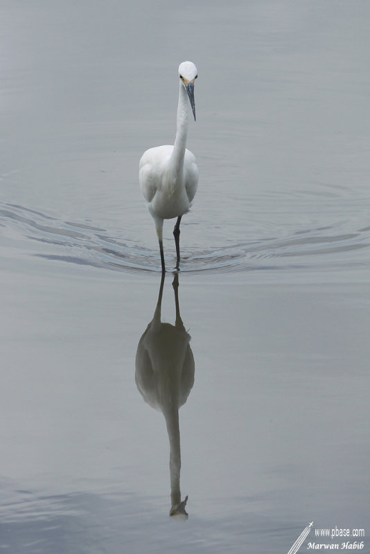 Little Egret / Aigrette Garzette (Egretta Garzetta)