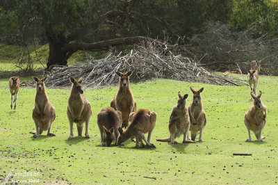 Kangaroo / Kangourou