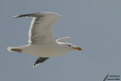 Seagull / Mouette
