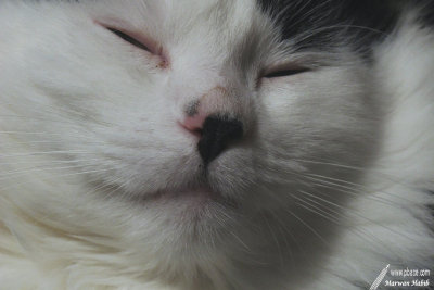 Chibi - Little nose / Petit nez
