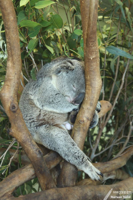 Kaola / Koala