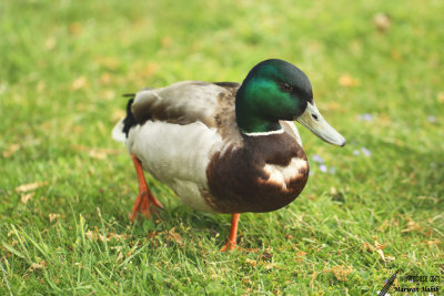 Mallard / Canard Colvert (Anas platyrhynchos)