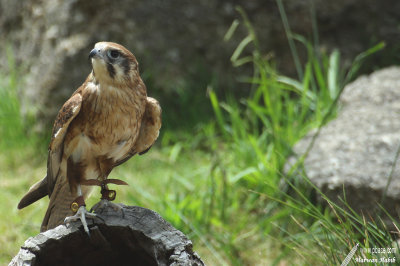 Bird of prey / Rapace