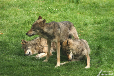 Wolves / Loups