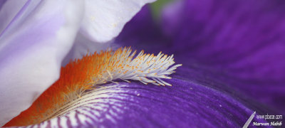 Flowers & fruits / Fleurs & fruits