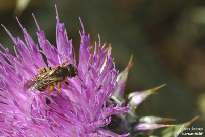 Bee / Abeille