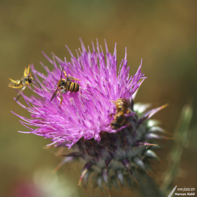 Bee / Abeille