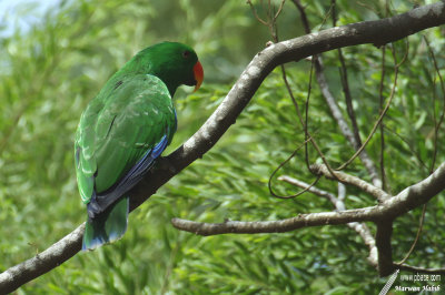 Parrot / Perroquet