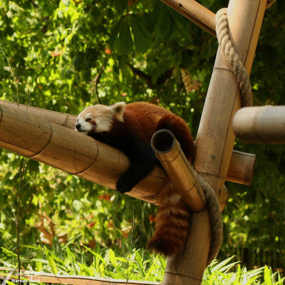 Red Panda / Panda Roux