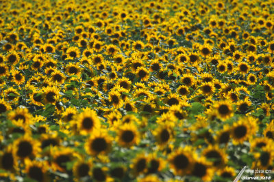 Sunflowers / Tournesols