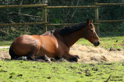 Espoir - Lazy / Paresseux