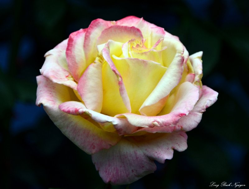 yellow rose 