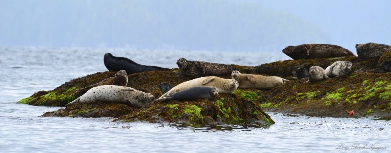 seals, Broken Group Island, Barkley Sound, Vancouver Island, Canada 