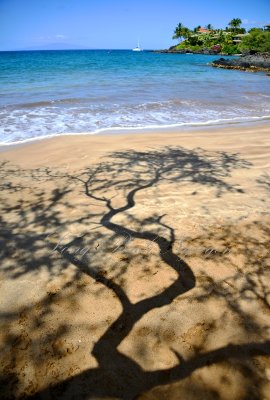 tree on beach, Makena, Maui, Hawaii  