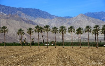 palm trees in field, Thermal, CA  