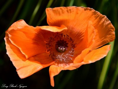 Orange Poppy  