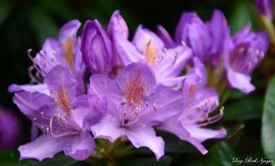 Rhodie, West Seattle,, WA 