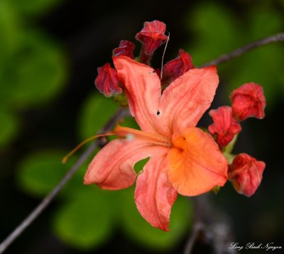 orange and green flower