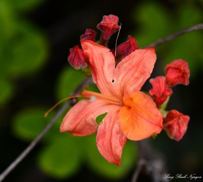 orange and green flower  