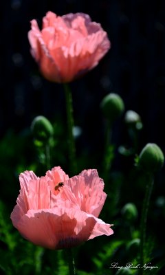 Poppies 