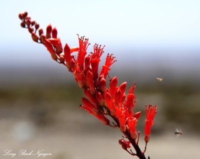 desert flower, ocotillo blossom, Anza-Borrego Desert State Park, California  