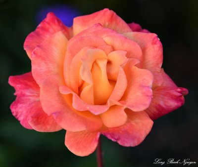 rose